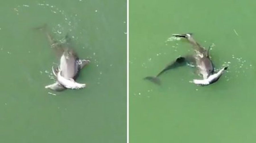 Pamje që të këpusin shpirtin, nëna delfin refuzon të braktisë të voglin saj të ngordhur