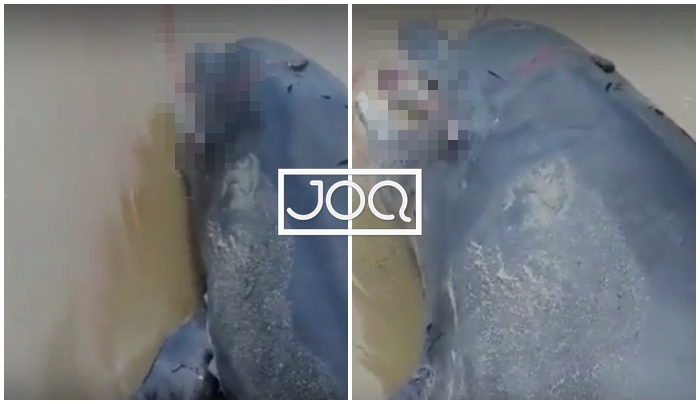 Vazhdon masakra ndaj gjallesave ujore/ Gjendet delfini i ngordhur në bregdetin shqiptar