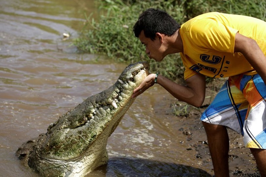 Për të argëtuar turistët, i riu guximtar puth dhe ushqen krokodilët