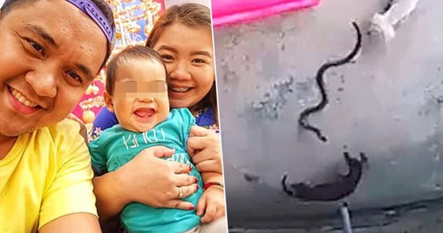 Qeni hero jep jetën për të shpëtuar vogëlushen 1-vjeçare nga kobra