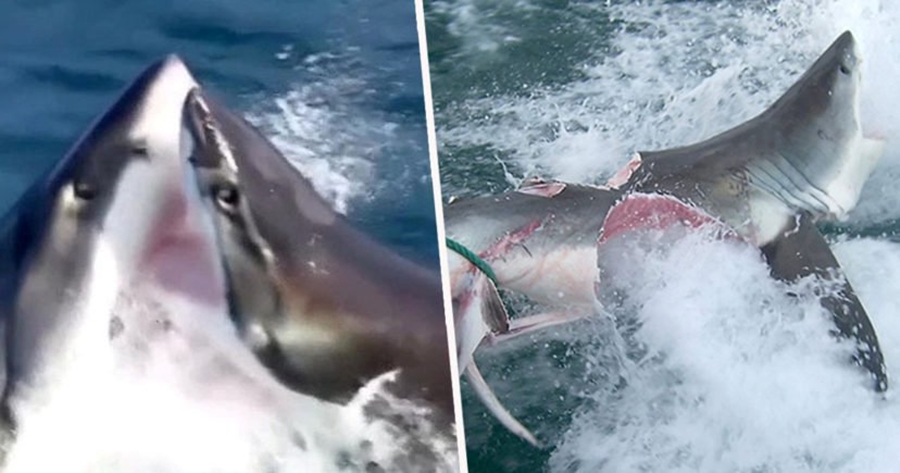 Dy ‘bishat’ e detit duke u ndeshur dhëmbë më dhëmbë, videoja e frikshme tregon peshkaqenët ‘kanibalë’