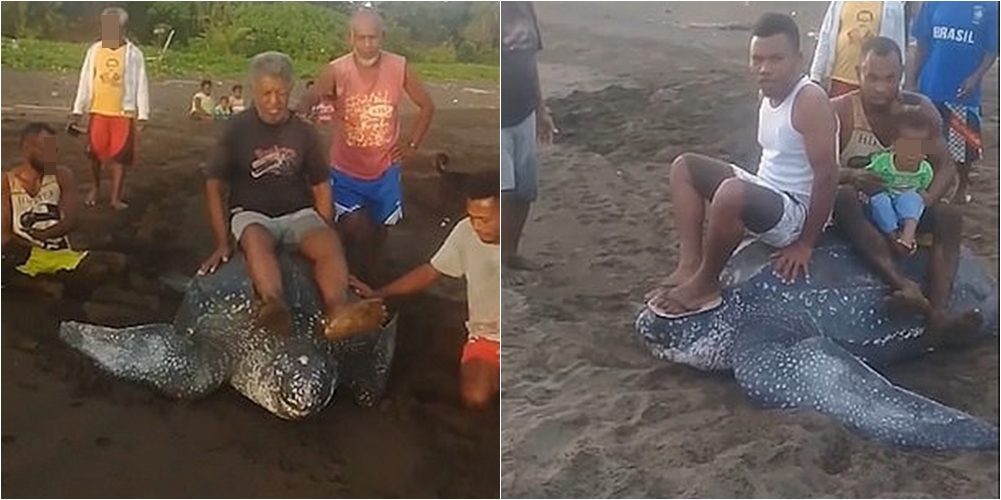 Edhe pse është specie në zhdukje, banorët filmohen duke i hipur në shpinë breshkës së detit