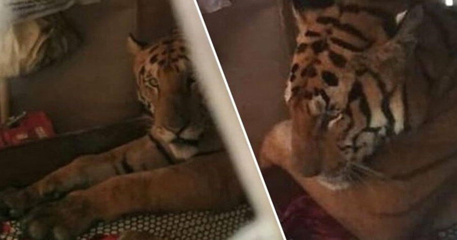 U kthye në shtëpi i lodhur nga puna, burri gjen një tigër duke fjetur në krevatin e tij
