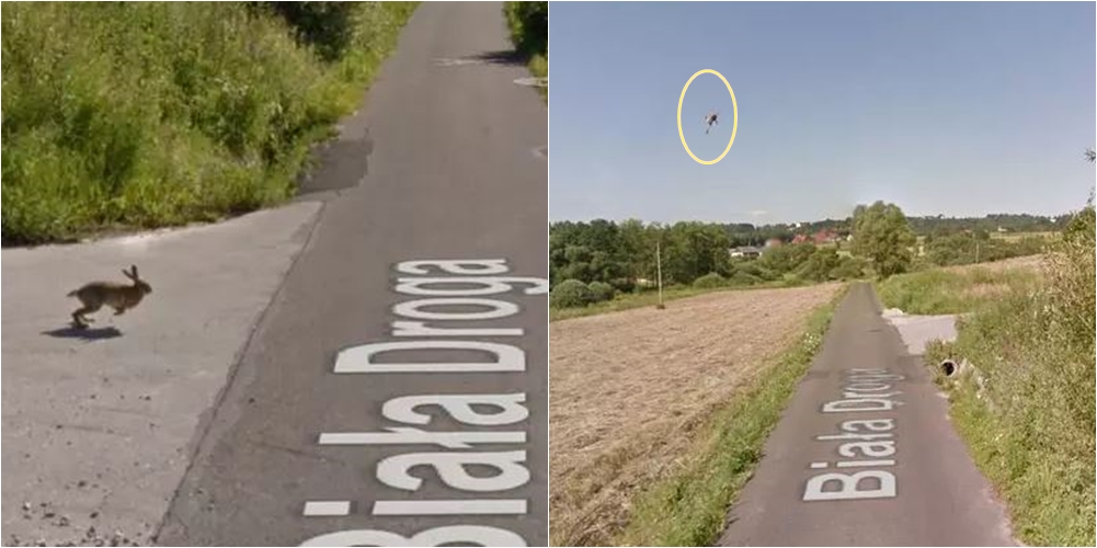 Makina e Google Street filmon momentin kur ‘fluturon’ një lepur në ajër