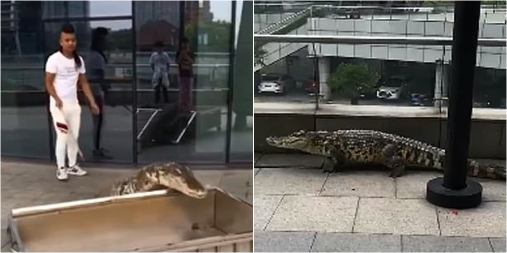 E mbante si kafshë shtëpiake, burri filmohet duke shëtitur me krokodilin nëpër qytet