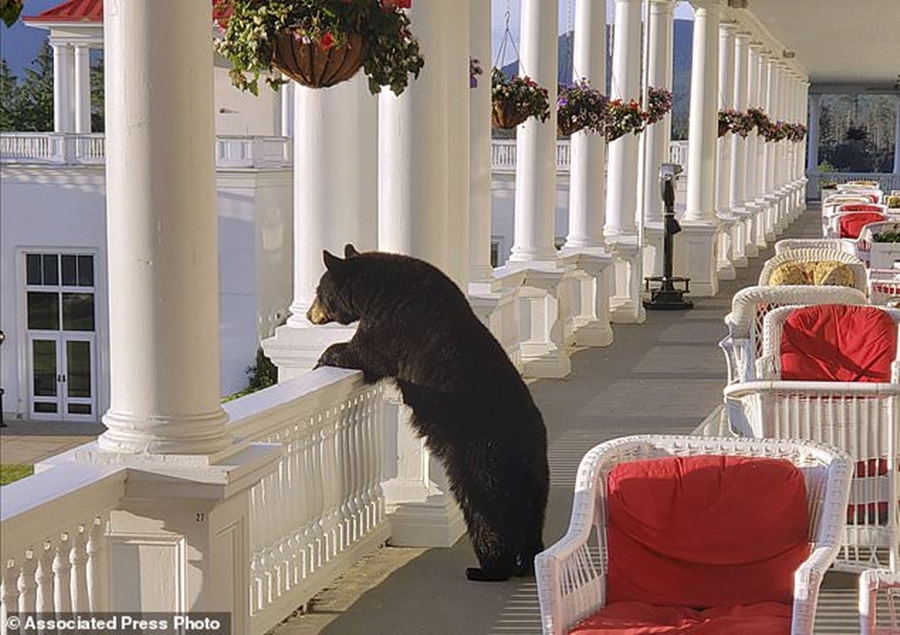 Kishte dalë në ballkon duke shijuar pamjen, punonjësi i hotelit kap ‘mat’ ariun ‘romantik’