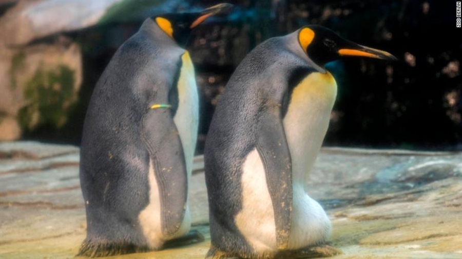 Çifti gay i pinguinëve bëhen më në fund prindër, adoptojnë vezën e braktisur