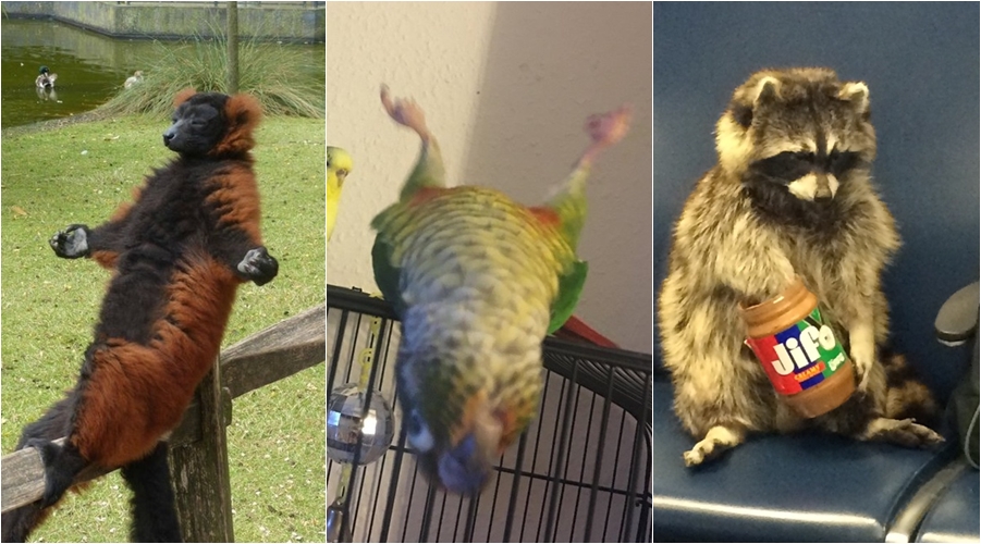 20 foto kafshësh shtëpiake duke bërë veprime të pazakonta që do ju bëjnë të qeshni me lot