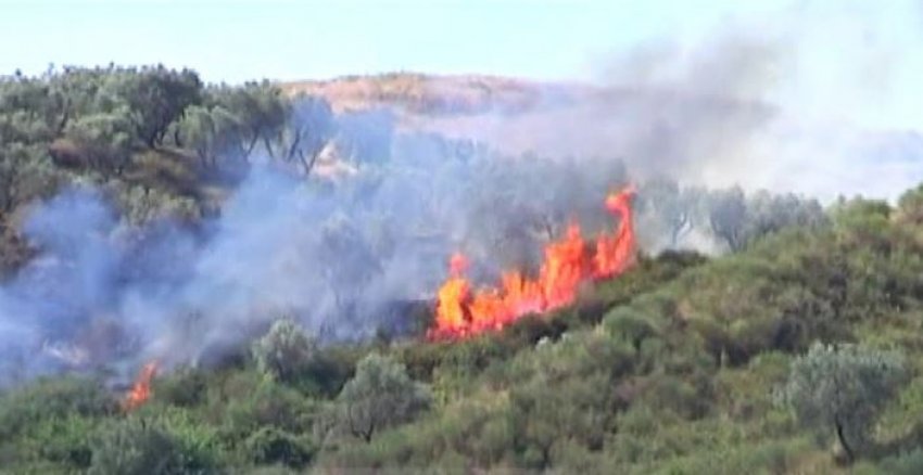 Zjarr masiv në Fier, shkrumbohen disa hektarë me ullishte