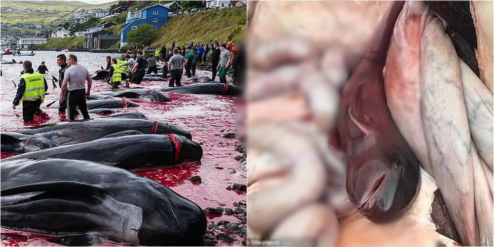 Femrat kishin të vegjël në bark, gjuetarët eliminojnë rreth 100 balena të zëna në ‘kurth’