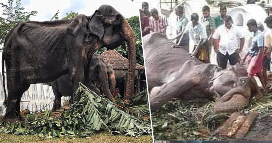 ‘Kockë e lëkurë’ në shërbim të njerëzve, elefantin që preku rrjetin e lënë forcat