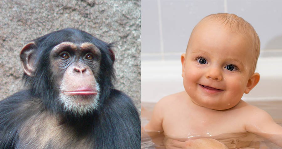 Shkencëtarët pretendojnë se kanë krijuar hibridin e parë njeri-majmun