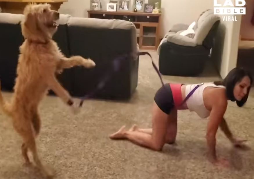 Videoja e pazakontë që po “çmend” rrjetin, qeni “tërheq” me litar pronaren e tij