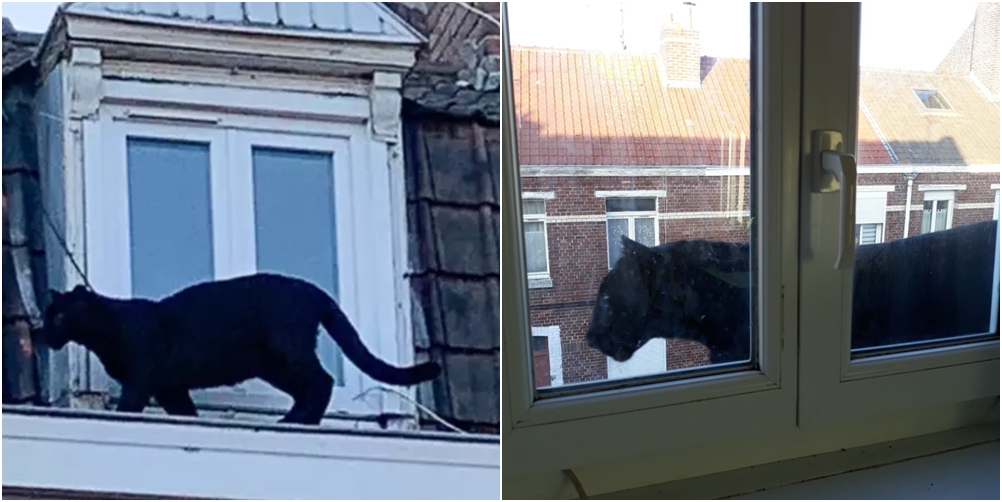 Pantera e zezë lë ‘xhunglën’, gjendet duke bërë ‘xhiro’ nëpër çatitë e shtëpive