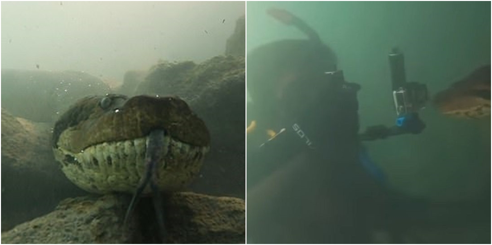 Zhytësi publikon videon e frikshme, ky është momenti kur ‘takohet’ ballë për ballë më një anakonda gjigante