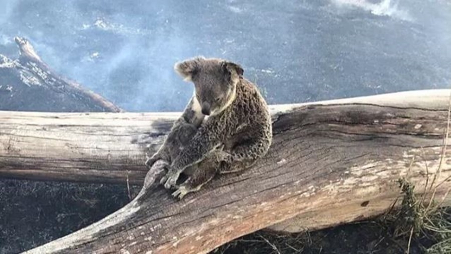 U dogj për vete për të shpëtuar të voglin me trup, fotoja e nënës koala bën xhiron e rrjetit