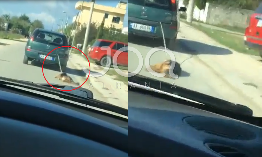 Qeni tërhiqet në rrugë nga makina në lëvizje