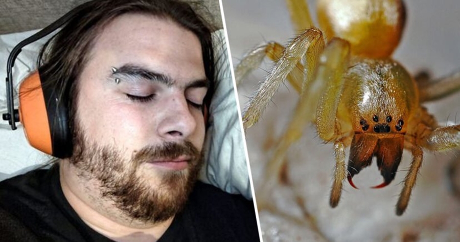 U zgjua me një ndjesi të çuditshme e dhimbje, burri zbulon merimangën që po i jetonte në vesh