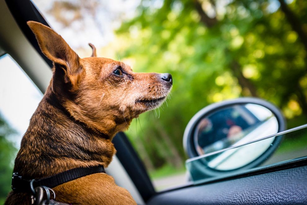 Karakteristika më e re e Uber paralajmëron se kafshët shtëpiake do të bashkohen në udhëtim