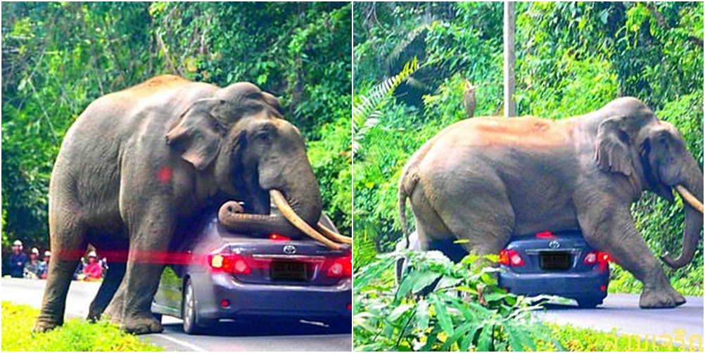 Iu duk si femër/ Elefanti përpiqet të ‘çiftohet’ me makinën në rrugë, shpëton në momentin e fundit shoferi