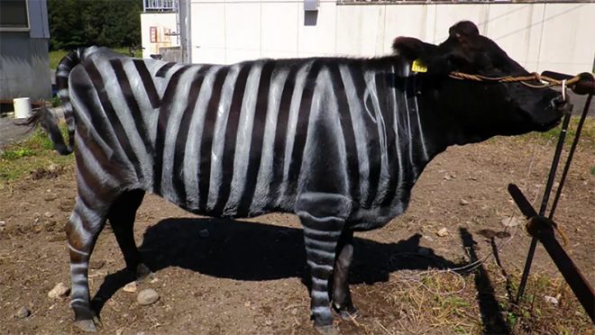 Kjo është arsyeja e çuditshme pse lopët po i lyejnë si zebra