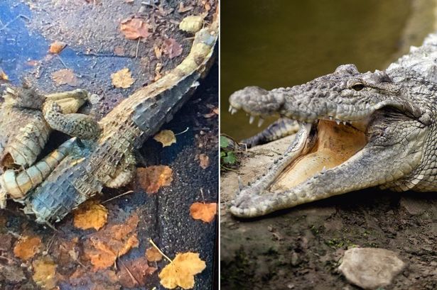 E pazakontë, krokodili pushon në rrugët e Liverpool