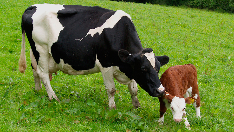 Politikani i njohur: Lopët prodhojnë ar, ja pse e kanë qumështin të verdhë