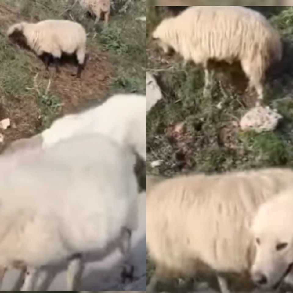S’dallohej midis deleve, videoja e qenit shqiptar bëhet virale