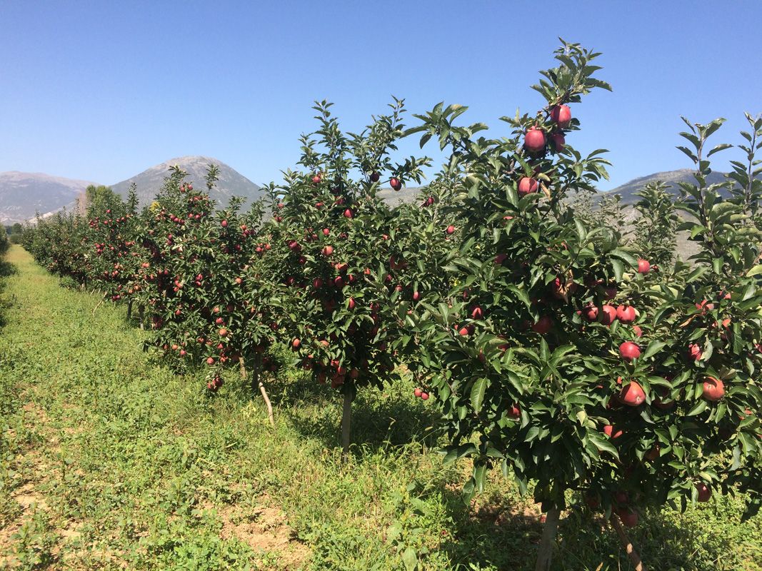 Dikur mollët e Korçës shkonin deri në Rusi, tani fermerët po i shkulin me rrënjë