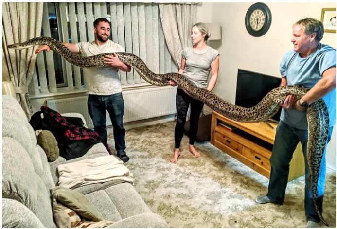 E frikshme/ I riu mban pitonin më të madh në botë 5.4 metra si kafshë shtëpiake