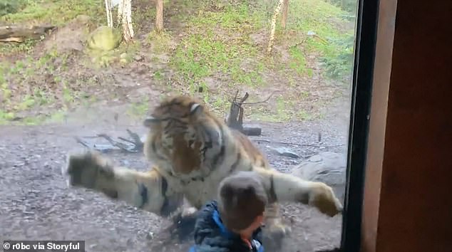 Po pozonte në kopshtin zoologjik, tigri vërsulet befasishëm në drejtim të vogëlushit