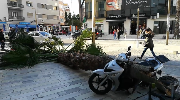 Këputet palma në mes të Durrësit, zë poshtë dy qytetarë duke i plagosur
