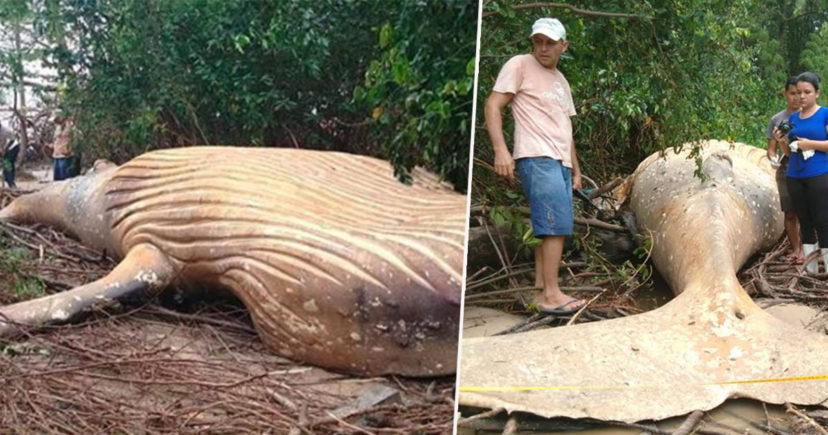 Balena gjendet e ngordhur në xhunglën e Amazonës, askush nuk e di si përfundoi aty