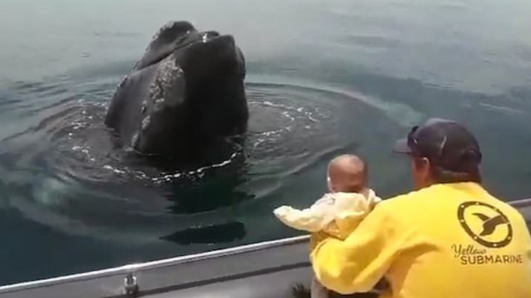 E mrekullueshme/ Balena shfaqet pranë anijes vetëm për të luajtur me vogëlushen