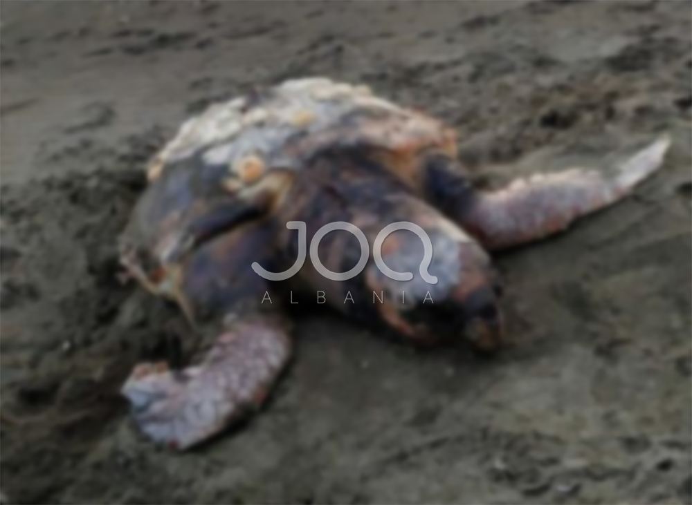 E trishtë/ Breshka e detit gjendet e ngordhur në bregdetin e Talës në Lezhë