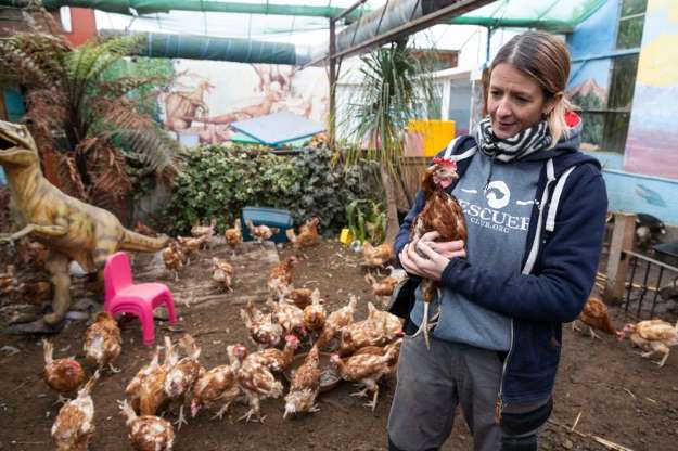 Gruaja mbledh 2.400 paund për të shpëtuar nga thertorja 4.000 pula