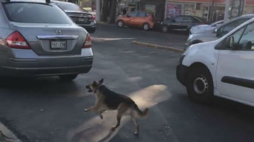 Prekëse/ I zoti e braktis në mes të rrugës, qeni e ndjek me vrap nga pas makinës
