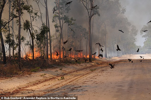Njihuni me zogun “zjarrvënës”, po ndikon në përhapjen e flakëve në Australi