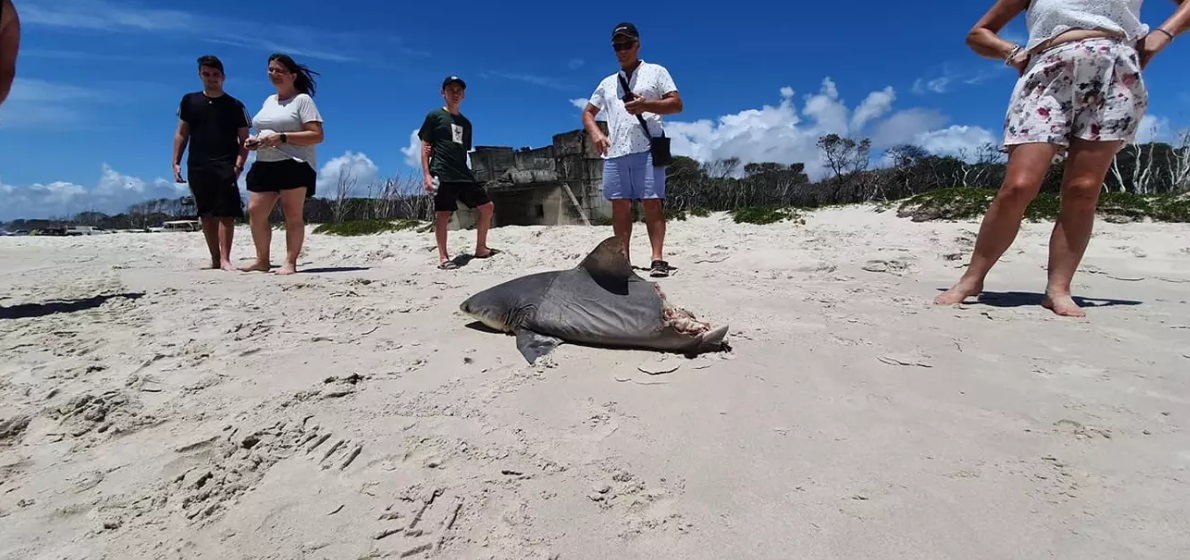 Vizitë në bregun e veçantë, turistët vënë duart në kokë kur gjejnë një gjysmë peshkaqeni