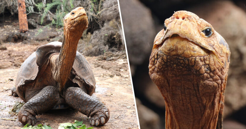 Tërhiqet Diego, breshka 100 vjeçare që bënte seks për të shpëtuar racën e tij