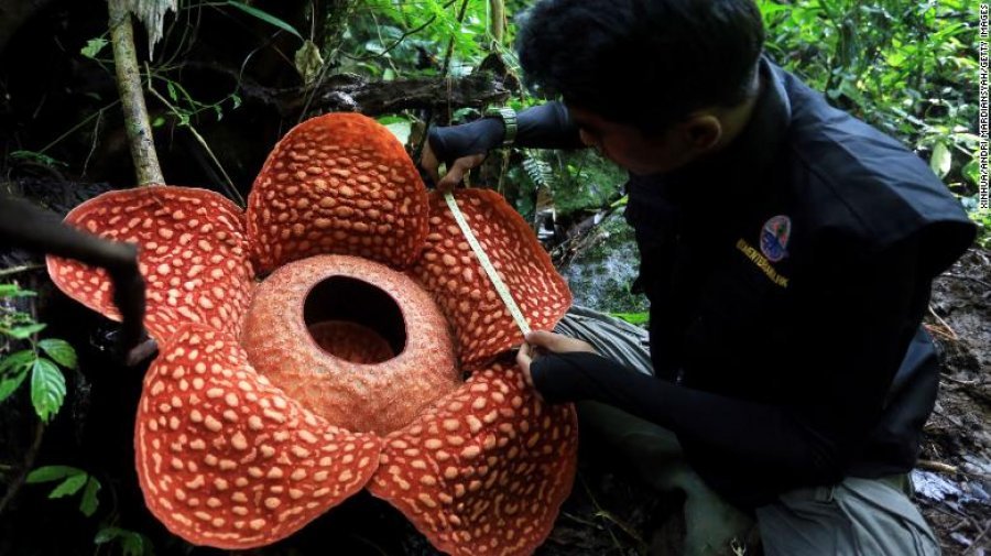 Zbulohet një nga lulet më të mëdha në botë