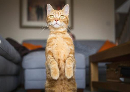 Një kuriozitet interesant: E dini si e kuptojnë macet orën?