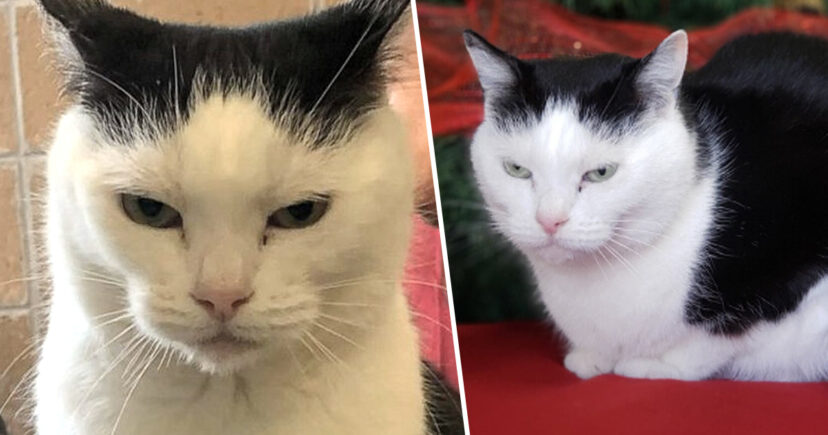 Perdita, macja më e keqe në botë kërkon një familje adoptuese