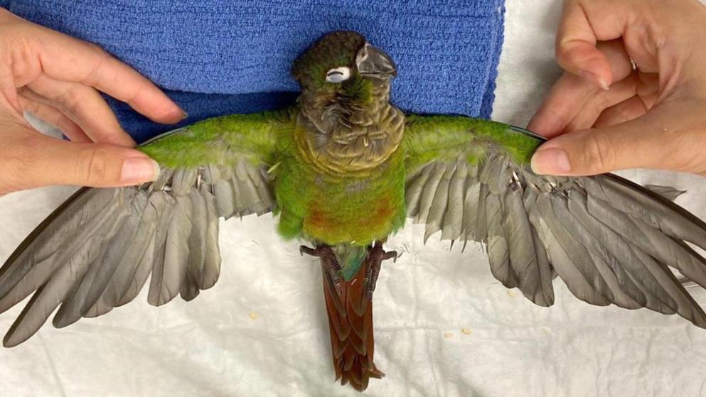 Veterinerja kryen procedurën e çuditshme, i bën transplant pendësh një papagalli që të fluturojë