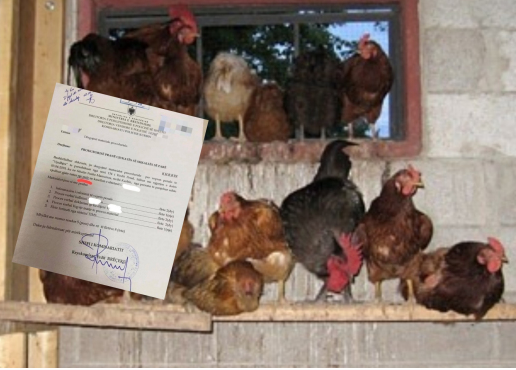 Degradon policia e shtetit/ Merret me hajdutët e pulave