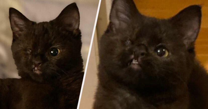 Historia e Anës, maces së zezë me një sy që kërkon një familje për të jetuar