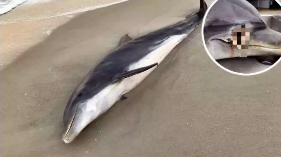 Gjenden të ngordhur në breg, delfinët kishin shenja plumbi dhe të çara me thikë