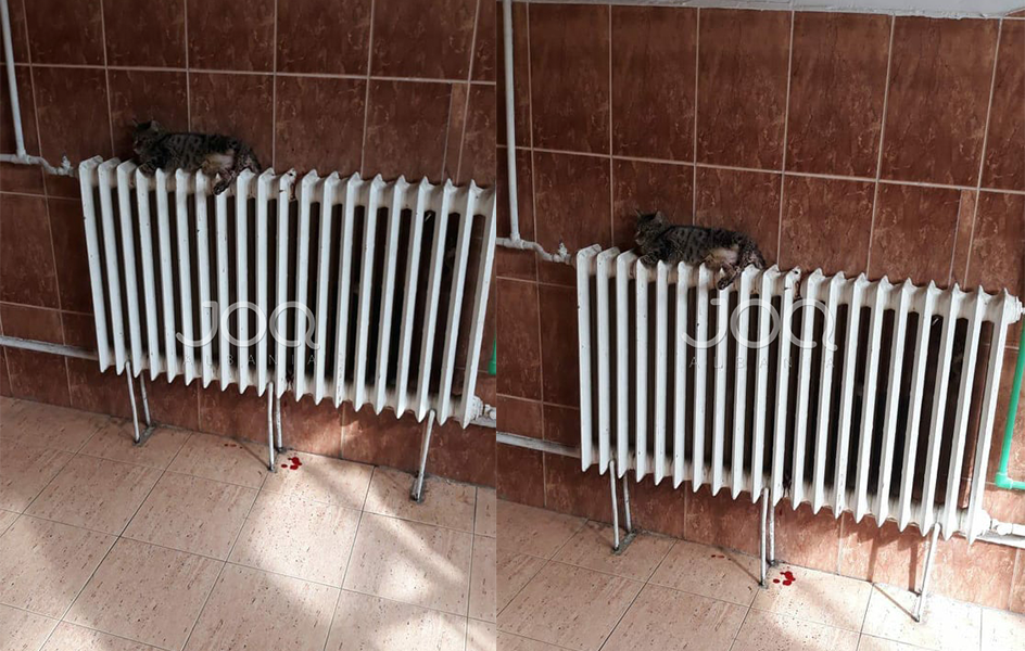 “Kemi frikë mos marrim ndonjë virus”, qytetari: Macja e sëmurë brenda në spital, i pikon gjaku në dysheme
