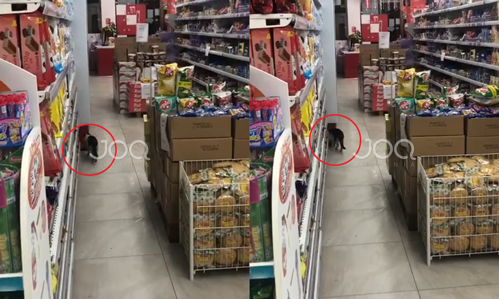 Shkoi për të blerë ushqime në supermarket, djali nga Librazhdi gjen macen brenda