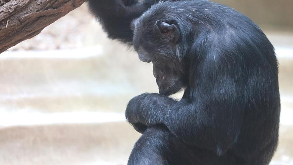 Koronavirusi po torturon dhe kafshët/ Në kopshet zoologjike s’ka më ushqim